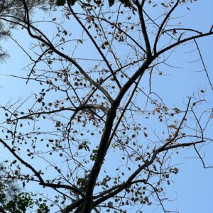 Trần Lê Đức Instagram - “Tree and me”