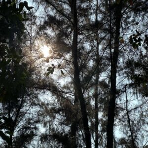 Trần Lê Đức Instagram - “Tree and me”