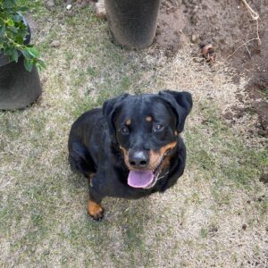 Travis "Taco" Bennett Instagram - When I was 18 my sister asked me what I wanted for christmas. I sent her this craigslist ad for a dog. A few days later Syd came home with this Rottweiler puppy who I named Chop. I was in love with this fucking dog. I never had a puppy, growing up my family always rescued dogs. I was living at home with my parents at the time and had just started touring around that time so he turned into the family dog. My parents weren’t thrilled that they had this new responsibility but equally fell in love with Chop. An 120 pound rotty looked like a guard dog to people but this dog was so fucking sweet and wouldn’t hurt a fly, he was brave but not aggressive at all towards anyone. Chop was my son but also my moms “little baby” and my dads bestfriend for 11 years. I don’t think we as humans really deserve dogs. They are the most innocent and unconditionally loving creatures on this planet. He loved me when I was happy or sad and even when I was mad at him for the dumb stuff he would do. It’s hard to express how thankful I am to have had a dog like Chop in my life. I learned so much being a dog parent, patience, teaching, understanding, empathy, and it continued until our last moments together friday. He was a constant smiling big bear of a dog who was a big part of my family and we miss him already. Chop left us physically but left a forever impression on our family. I wouldn’t trade our time together for anything. Our last moments together he did what he always did and fell asleep on my feet. 

Love you Choppa Chop 
Rest easy Bubs 

Love your dad 🤍