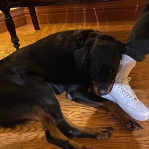 Travis "Taco" Bennett Instagram - When I was 18 my sister asked me what I wanted for christmas. I sent her this craigslist ad for a dog. A few days later Syd came home with this Rottweiler puppy who I named Chop. I was in love with this fucking dog. I never had a puppy, growing up my family always rescued dogs. I was living at home with my parents at the time and had just started touring around that time so he turned into the family dog. My parents weren’t thrilled that they had this new responsibility but equally fell in love with Chop. An 120 pound rotty looked like a guard dog to people but this dog was so fucking sweet and wouldn’t hurt a fly, he was brave but not aggressive at all towards anyone. Chop was my son but also my moms “little baby” and my dads bestfriend for 11 years. I don’t think we as humans really deserve dogs. They are the most innocent and unconditionally loving creatures on this planet. He loved me when I was happy or sad and even when I was mad at him for the dumb stuff he would do. It’s hard to express how thankful I am to have had a dog like Chop in my life. I learned so much being a dog parent, patience, teaching, understanding, empathy, and it continued until our last moments together friday. He was a constant smiling big bear of a dog who was a big part of my family and we miss him already. Chop left us physically but left a forever impression on our family. I wouldn’t trade our time together for anything. Our last moments together he did what he always did and fell asleep on my feet. 

Love you Choppa Chop 
Rest easy Bubs 

Love your dad 🤍