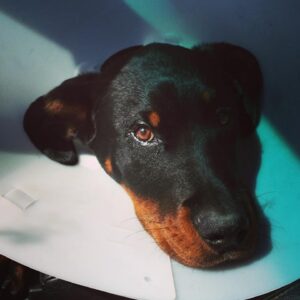 Travis "Taco" Bennett Instagram - When I was 18 my sister asked me what I wanted for christmas. I sent her this craigslist ad for a dog. A few days later Syd came home with this Rottweiler puppy who I named Chop. I was in love with this fucking dog. I never had a puppy, growing up my family always rescued dogs. I was living at home with my parents at the time and had just started touring around that time so he turned into the family dog. My parents weren’t thrilled that they had this new responsibility but equally fell in love with Chop. An 120 pound rotty looked like a guard dog to people but this dog was so fucking sweet and wouldn’t hurt a fly, he was brave but not aggressive at all towards anyone. Chop was my son but also my moms “little baby” and my dads bestfriend for 11 years. I don’t think we as humans really deserve dogs. They are the most innocent and unconditionally loving creatures on this planet. He loved me when I was happy or sad and even when I was mad at him for the dumb stuff he would do. It’s hard to express how thankful I am to have had a dog like Chop in my life. I learned so much being a dog parent, patience, teaching, understanding, empathy, and it continued until our last moments together friday. He was a constant smiling big bear of a dog who was a big part of my family and we miss him already. Chop left us physically but left a forever impression on our family. I wouldn’t trade our time together for anything. Our last moments together he did what he always did and fell asleep on my feet. 

Love you Choppa Chop 
Rest easy Bubs 

Love your dad 🤍