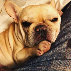 Tsuyoshi Kusanagi Instagram - クルネコ。
雪の日はコタツで丸くなる犬？
#クルミ