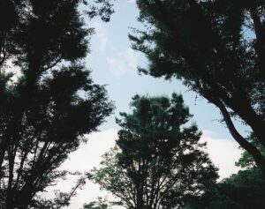 Tsuyoshi Kusanagi Instagram - 夏です。慎吾ちんに同じ感じ？
って言われましたが。
あえてです。緑すきです。
#マキナ67
#フィルムカメラ