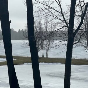 Tudor Dixon Instagram - A woodpecker came to visit!