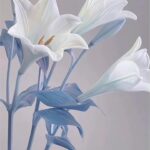 Uki Satake