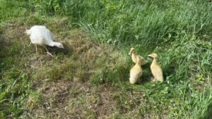 Václav Bárta Instagram - Novinka v Noidfarm😂🐣🐣🐣