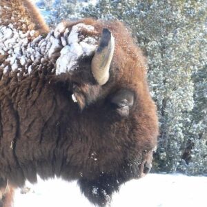 Val Kilmer Instagram - I miss my buffalo. He was my oldest friend in Santa Fe. 
I named him James Brown for two reasons:
1. In his neighborhood, he was the undisputed Godfather of Soul.
2. He danced just like James Brown, usually under a full moon, and for some reason—perhaps only a Native American holy man would know—only in winter...