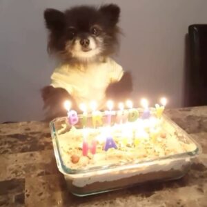 Vanessa Giselle Instagram - My favorite video of my baby bear, Puddles. This was a couple of years ago on her 17th Birthday. I lost her a few days ago. She made it to 19 yrs old. College-aged kid. Had her since she could fit in my hand. Miss you so much..my heart aches terribly. Love you forever sweet angel…💛✨ #rip