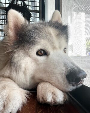 Varit Hongsananda Instagram - Itim has been having trouble with his liver for quite some time but never really show any sign of weaknesses. Suddenly he had to be admit immediately. He fought really hard throughout the time in the ICU, we could see it in his eyes. Unfortunately today we say goodbye to this beautiful soul. I love you brother. You will always have a place in my heart. Thank you for everything; don’t go and bite anyone in heaven ok? ☮️