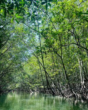Varit Hongsananda Instagram - The lost jungle