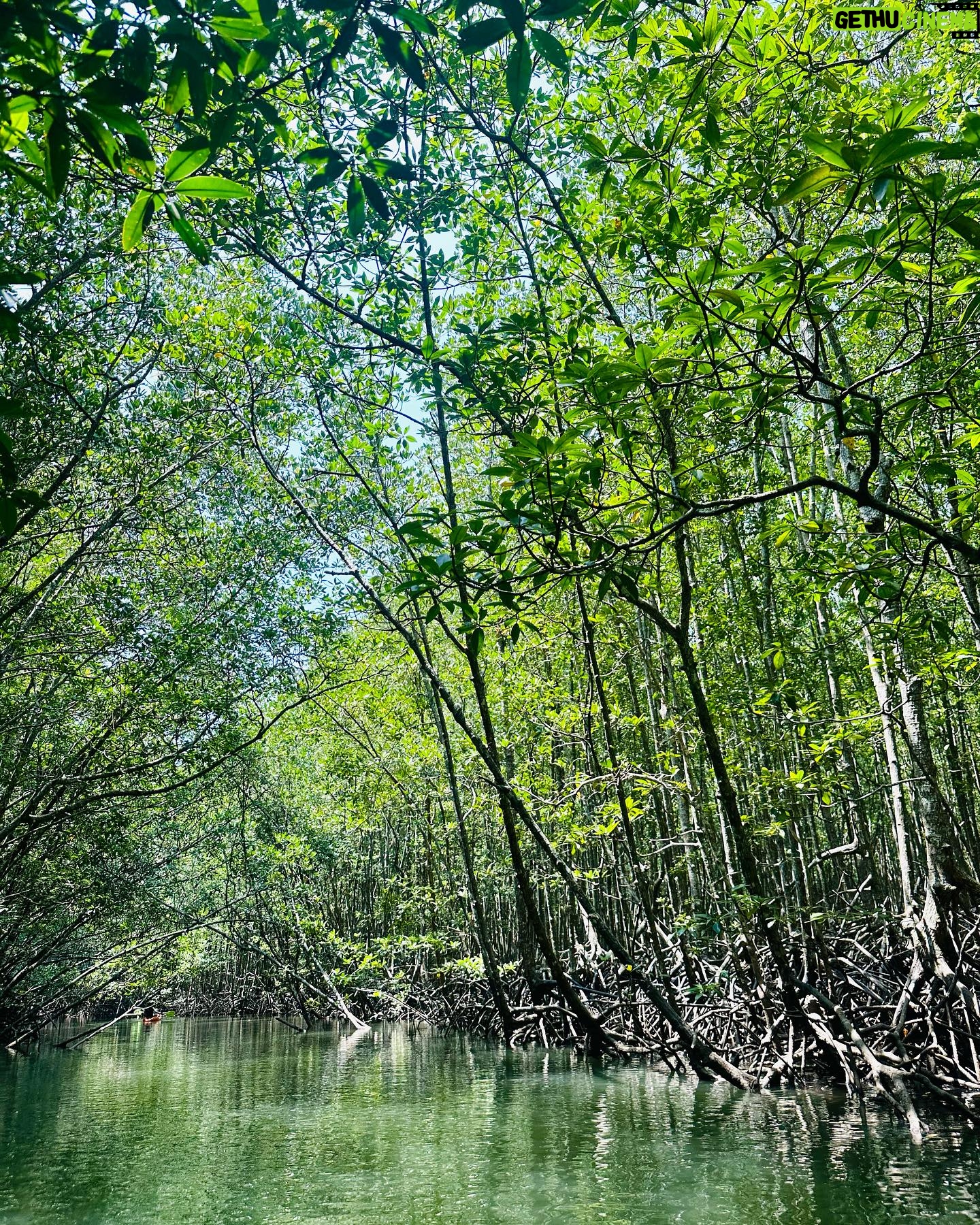 Varit Hongsananda - 3 Likes - The lost jungle