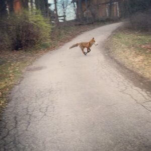 Vegard Ylvisåker Instagram - Just playin catch with my nu dawg