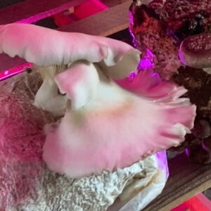 Vera Moura Instagram - music, friends & mushrooms 🪩🍄

1st @solto.lisboa at @nam.mushroomfarm ⚡️