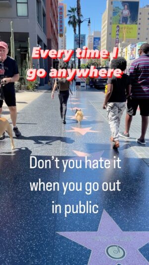 Vered Blonstein Instagram - Hide me🫣 @zivipom takes me away 🦊
.
.
.
.
.
.
#actresslife #neurodivergent #introvert #hollywood #walkoffamehollywood #walkoffame #hollywoodboulevard #actuallyautistic #smallservicedog #pommom #dogmom #hollywoodactress #losangeles #actress #vegansoflosangeles #neurodiversity #lalife