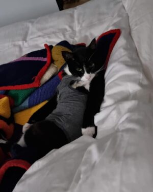 Veronica Green Instagram - On Monday we had to say goodbye to Seth as he had become very sick.
We adopted a senior cat nearly 7 years ago knowing we wouldn’t have an eternity with him, but loosing him has been very painful for Steve & I.
I thought it would be nice to share some lovely memories of him. We love and miss him very much.

Rest in peace my gorgeous boy.
💚💚💚💚💚