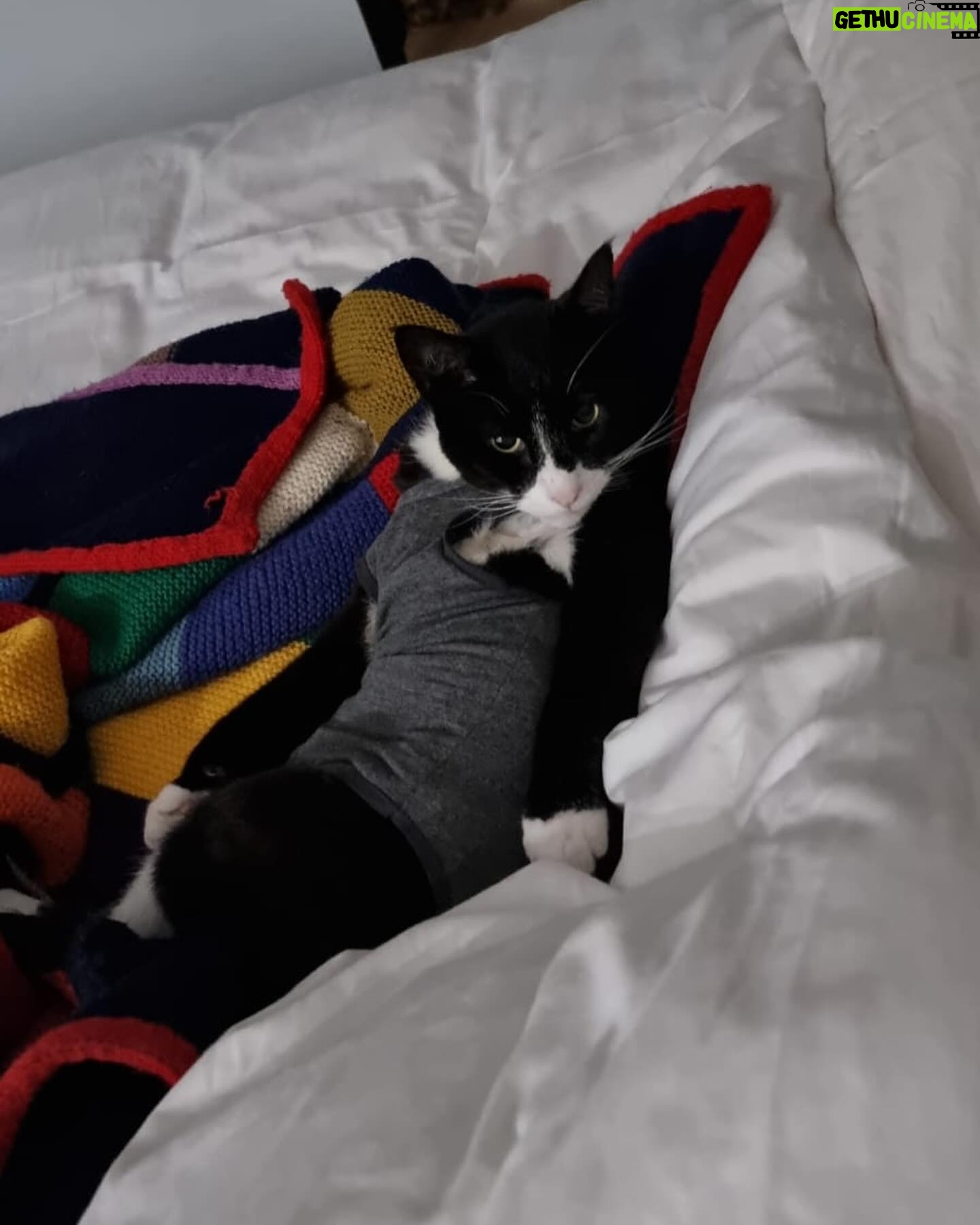 Veronica Green - 4.2K Likes - On Monday we had to say goodbye to Seth as he had become very sick.
We adopted a senior cat nearly 7 years ago knowing we wouldn’t have an eternity with him, but loosing him has been very painful for Steve & I.
I thought it would be nice to share some lovely memories of him. We love and miss him very much.
Rest in peace my gorgeous boy.
💚💚💚💚💚