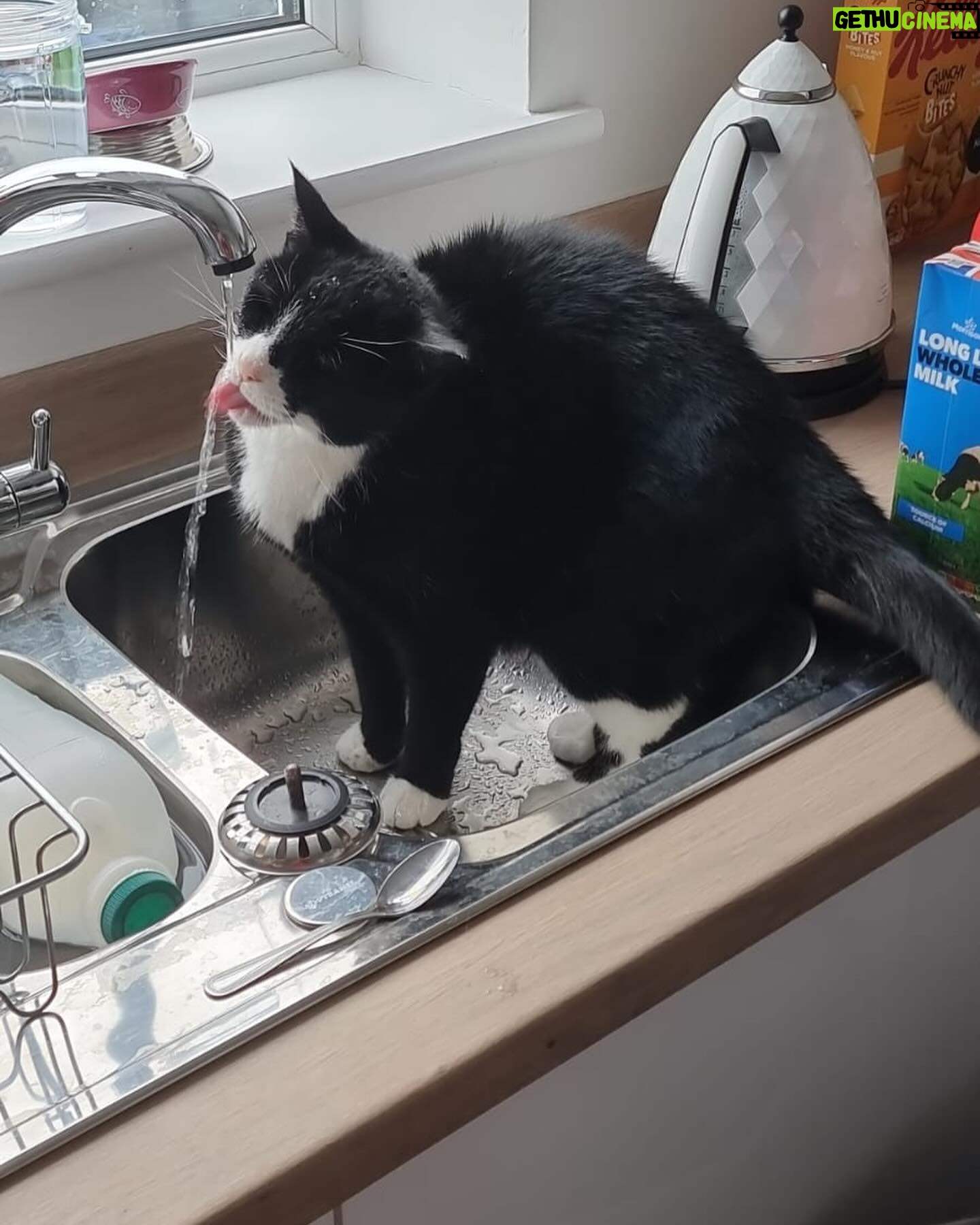 Veronica Green - 4.2K Likes - On Monday we had to say goodbye to Seth as he had become very sick.
We adopted a senior cat nearly 7 years ago knowing we wouldn’t have an eternity with him, but loosing him has been very painful for Steve & I.
I thought it would be nice to share some lovely memories of him. We love and miss him very much.
Rest in peace my gorgeous boy.
💚💚💚💚💚