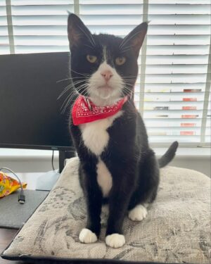 Veronica Green Instagram - On Monday we had to say goodbye to Seth as he had become very sick.
We adopted a senior cat nearly 7 years ago knowing we wouldn’t have an eternity with him, but loosing him has been very painful for Steve & I.
I thought it would be nice to share some lovely memories of him. We love and miss him very much.

Rest in peace my gorgeous boy.
💚💚💚💚💚
