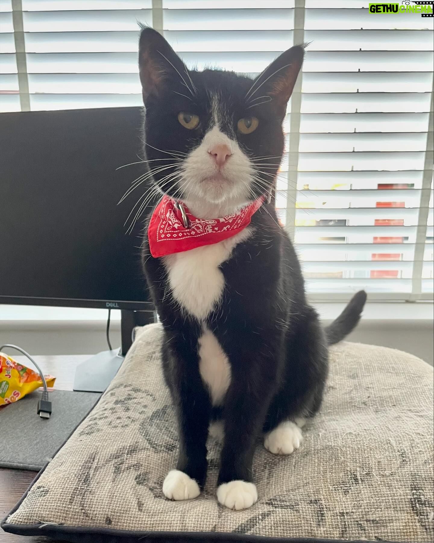 Veronica Green - 4.2K Likes - On Monday we had to say goodbye to Seth as he had become very sick.
We adopted a senior cat nearly 7 years ago knowing we wouldn’t have an eternity with him, but loosing him has been very painful for Steve & I.
I thought it would be nice to share some lovely memories of him. We love and miss him very much.
Rest in peace my gorgeous boy.
💚💚💚💚💚