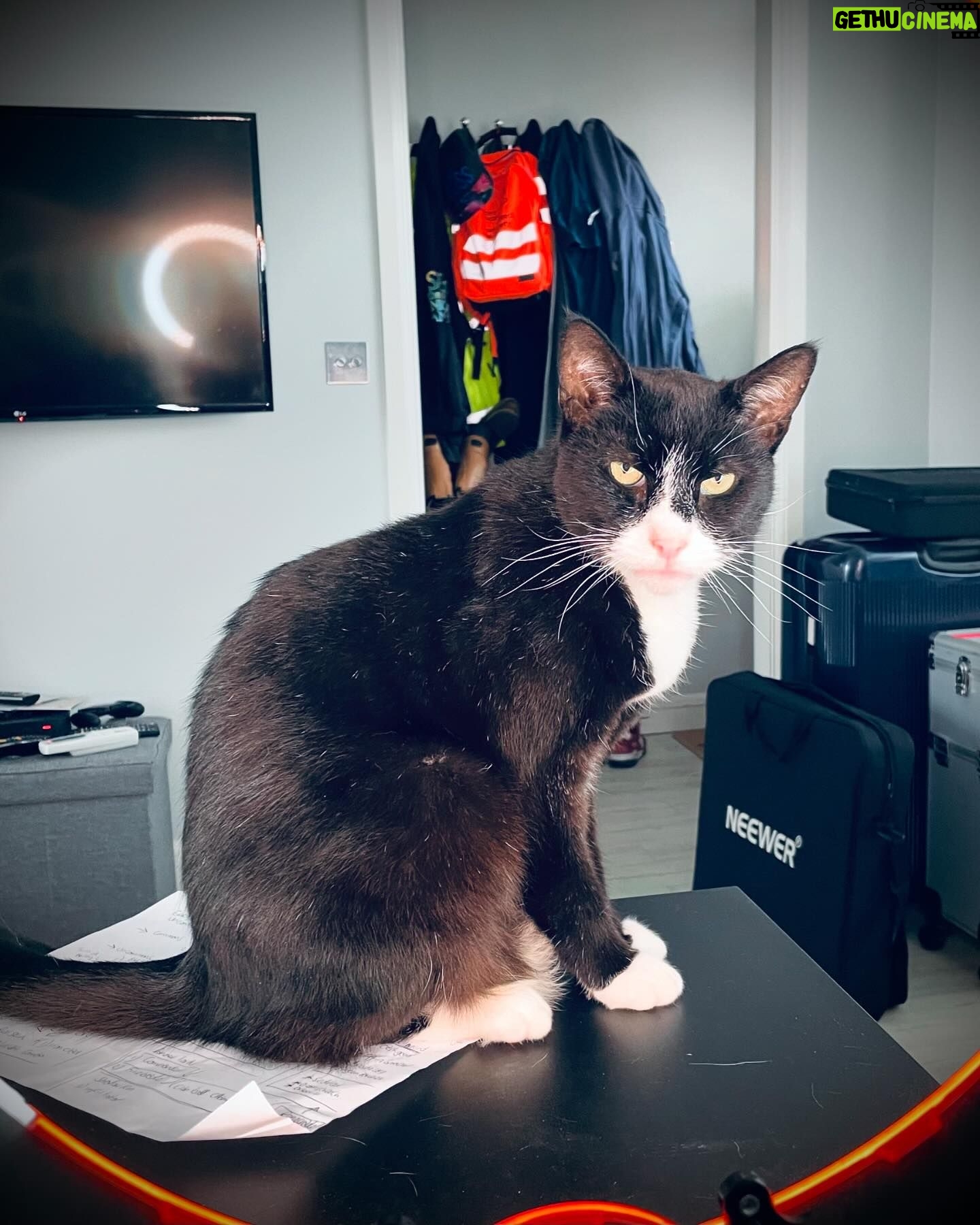 Veronica Green - 4.2K Likes - On Monday we had to say goodbye to Seth as he had become very sick.
We adopted a senior cat nearly 7 years ago knowing we wouldn’t have an eternity with him, but loosing him has been very painful for Steve & I.
I thought it would be nice to share some lovely memories of him. We love and miss him very much.
Rest in peace my gorgeous boy.
💚💚💚💚💚