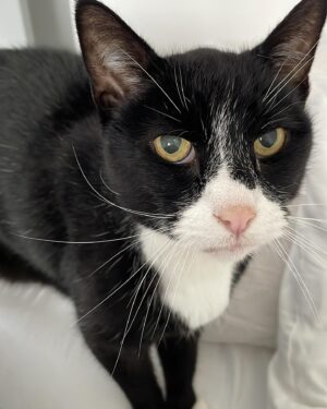 Veronica Green Instagram - On Monday we had to say goodbye to Seth as he had become very sick.
We adopted a senior cat nearly 7 years ago knowing we wouldn’t have an eternity with him, but loosing him has been very painful for Steve & I.
I thought it would be nice to share some lovely memories of him. We love and miss him very much.

Rest in peace my gorgeous boy.
💚💚💚💚💚