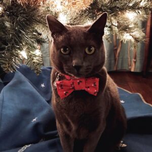Vickie Howell Instagram - Fifteen years ago, this handsome fella showed up on our doorstep and adopted us. We lucked out because he ended up being the best cat I’ve ever known. Such a good boy. 

Goodnight, sweet Dexter. You will be so incredibly missed. 😿