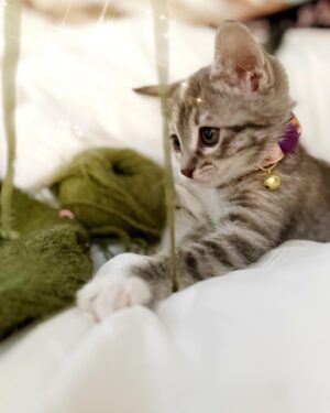 Vickie Howell Instagram - As a post-surgery pick-me-up, we employed a one uterus out/one uterus in policy by welcoming this little lady into our home. 😉 Meet our newest, pet-baby, G.G. (short for Grey Gardens). As you can see from the first photo, she approves of my profession. She’s pretty much the cutest kitten that ever did kitten. 😻

#catsofinstagram