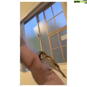 Victor Webster Instagram - Finally got to meet this little feathery friend. He really does bring a smile to your face. Thanks @inspirebydoing @happythesparrow