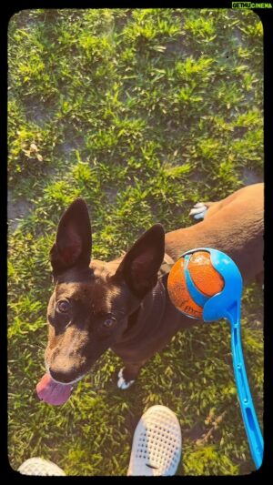 Victor Webster Instagram - Daddy and daughter day. Took Nova on a tour of all the dog parks in the area ending at the dog beach one of her favorite places and then fetch in the park to end of the day