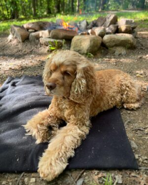 Vince Giarrano Instagram - Sophie in camping mode 🏕️🧡