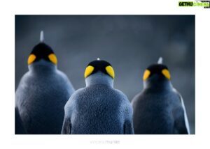 Vincent Munier Instagram - Où voir les photographies de Vincent cet été ?

- au Musée des Confluences de Lyon, exposition "En forêt"

- à la Saline royale d'Arc-et-Senans dans le Doubs (25), exposition "A l'affût".

Quelques tirages sont également exposés en plein air au Jardin d'altitude du Haut-Chitelet, près du col de la Schlucht sur les crêtes vosgiennes.