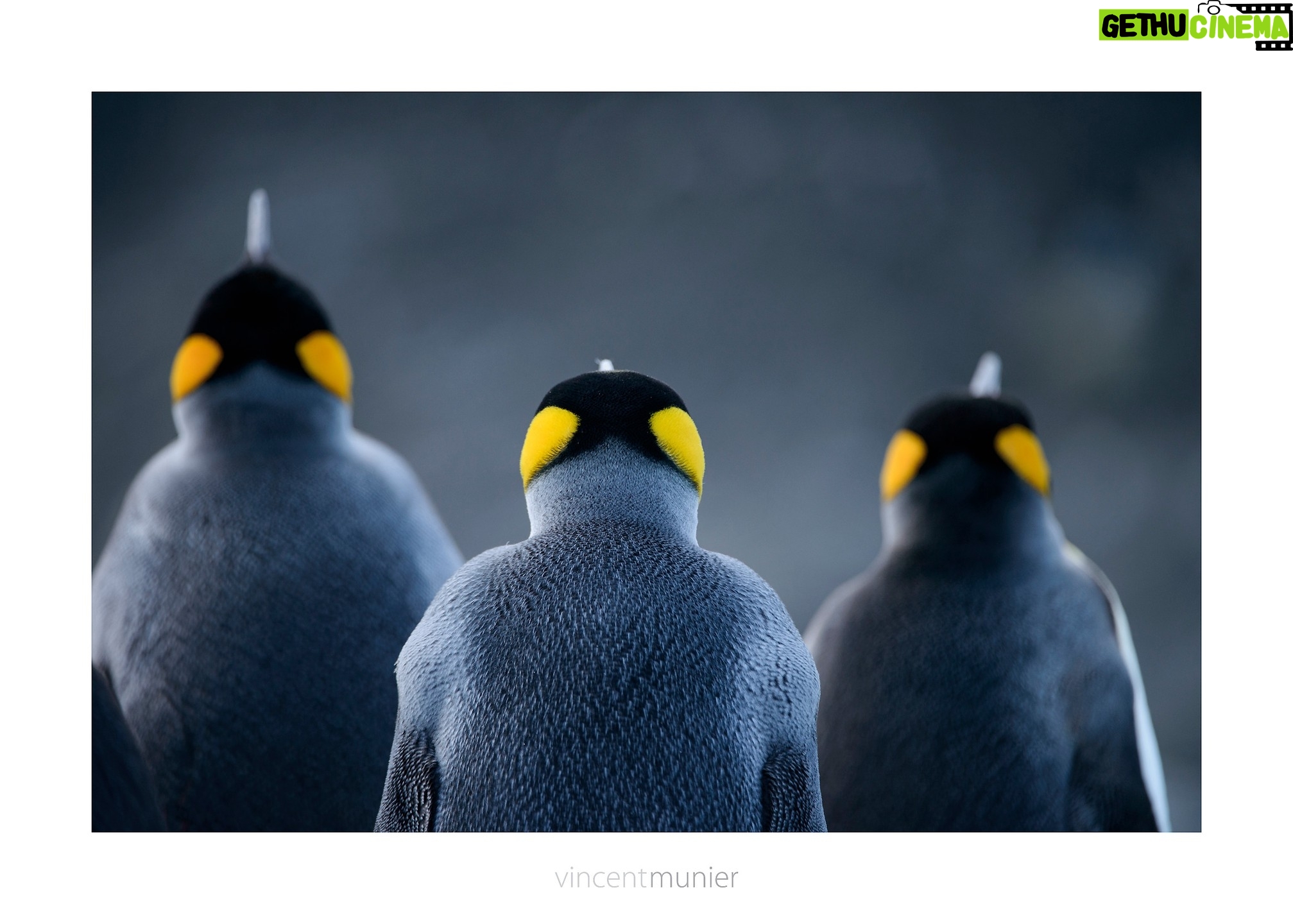 Vincent Munier - 7.4K Likes - Où voir les photographies de Vincent cet été ?
- au Musée des Confluences de Lyon, exposition "En forêt"
- à la Saline royale d'Arc-et-Senans dans le Doubs (25), exposition "A l'affût".
Quelques tirages sont également exposés en plein air au Jardin d'altitude du Haut-Chitelet, près du col de la Schlucht sur les crêtes vosgiennes.