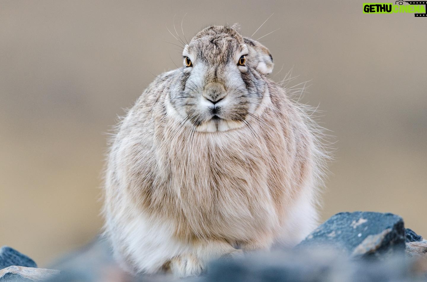 Vincent Munier - 7.8K Likes - Lièvre laineux, Tibet. Photo extraite du livre « Tibet, minéral animal », photographies de Vincent Munier et poèmes de Sylvain Tesson, aux éditions Kobalann.
Commande sur vincentmunier.com/tibet