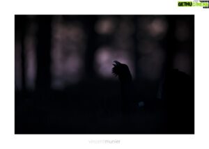 Vincent Munier Instagram - Le crépuscule d’un roi

Alors que nous vivons la disparition quasi totale du Grand Tétras, l'oiseau roi de nos forêts vosgiennes, alors même qu’il a déjà disparu des Alpes, il est encore des hommes, dans les Pyrénées, qui continuent de se battre pour pouvoir le chasser et assouvir un plaisir morbide, sous couvert de tradition.

Une consultation publique a été lancée pour laisser les avis s'exprimer sur cette question. Il ne reste que 2 jours pour la soutenir avant sa clôture :
https://www.consultations-publiques.developpement-durable.gouv.fr/projet-d-arrete-suspendant-la-chasse-du-grand-a2672.html

Pour plus d'informations, voici le partage d'une émission qui a interrogé mon père Michel au sujet de cet oiseau, auquel il a voué sa vie :
https://www.dna.fr/societe/2022/06/26/podcast-le-grand-tetras-disparait-des-vosges-michel-munier-50-ans-d-observations