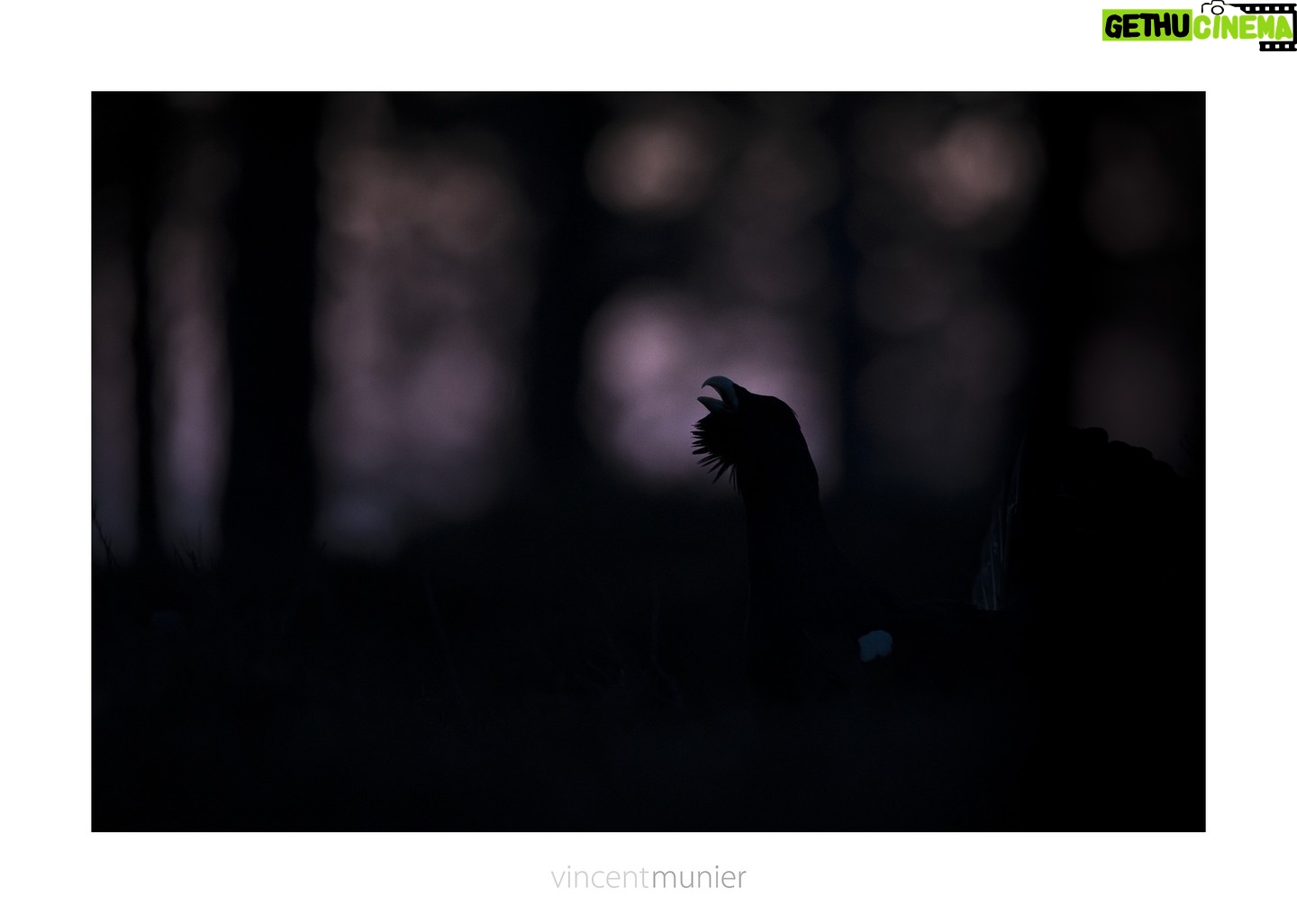 Vincent Munier - 9K Likes - Le crĆ©puscule dāun roi
Alors que nous vivons la disparition quasi totale du Grand TĆ©tras, l'oiseau roi de nos forĆŖts vosgiennes, alors mĆŖme quāil a dĆ©jĆ disparu des Alpes, il est encore des hommes, dans les PyrĆ©nĆ©es, qui continuent de se battre pour pouvoir le chasser et assouvir un plaisir morbide, sous couvert de tradition.
Une consultation publique a ƩtƩ lancƩe pour laisser les avis s'exprimer sur cette question. Il ne reste que 2 jours pour la soutenir avant sa clƓture :
https://www.consultations-publiques.developpement-durable.gouv.fr/projet-d-arrete-suspendant-la-chasse-du-grand-a2672.html
Pour plus d'informations, voici le partage d'une émission qui a interrogé mon père Michel au sujet de cet oiseau, auquel il a voué sa vie :
https://www.dna.fr/societe/2022/06/26/podcast-le-grand-tetras-disparait-des-vosges-michel-munier-50-ans-d-observations