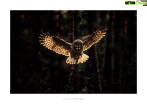 Vincent Munier Instagram - Les rendez-vous de l’automne

- Vincent ne pourra finalement pas se rendre à Paris Photo demain (samedi), mais vous pourrez découvrir son livre et 3 tirages d'art sur le stand de la galerie FlatLand jusqu'à dimanche ;

- les éditions Kobalann seront présentes au @Festival Photo Montier du 16 au 19/11 (stand chapiteau) et Vincent passera ;

- Vincent et Michel seront présents au salon du livre de Colmar (68) le dimanche 26/11 entre 14h et 18h sur le stand de la librairie Carpe Diem ;

- Vincent participera également à une soirée de conférences organisée par le CJD d'Epinal le vendredi 1er décembre au Centre des congrès.