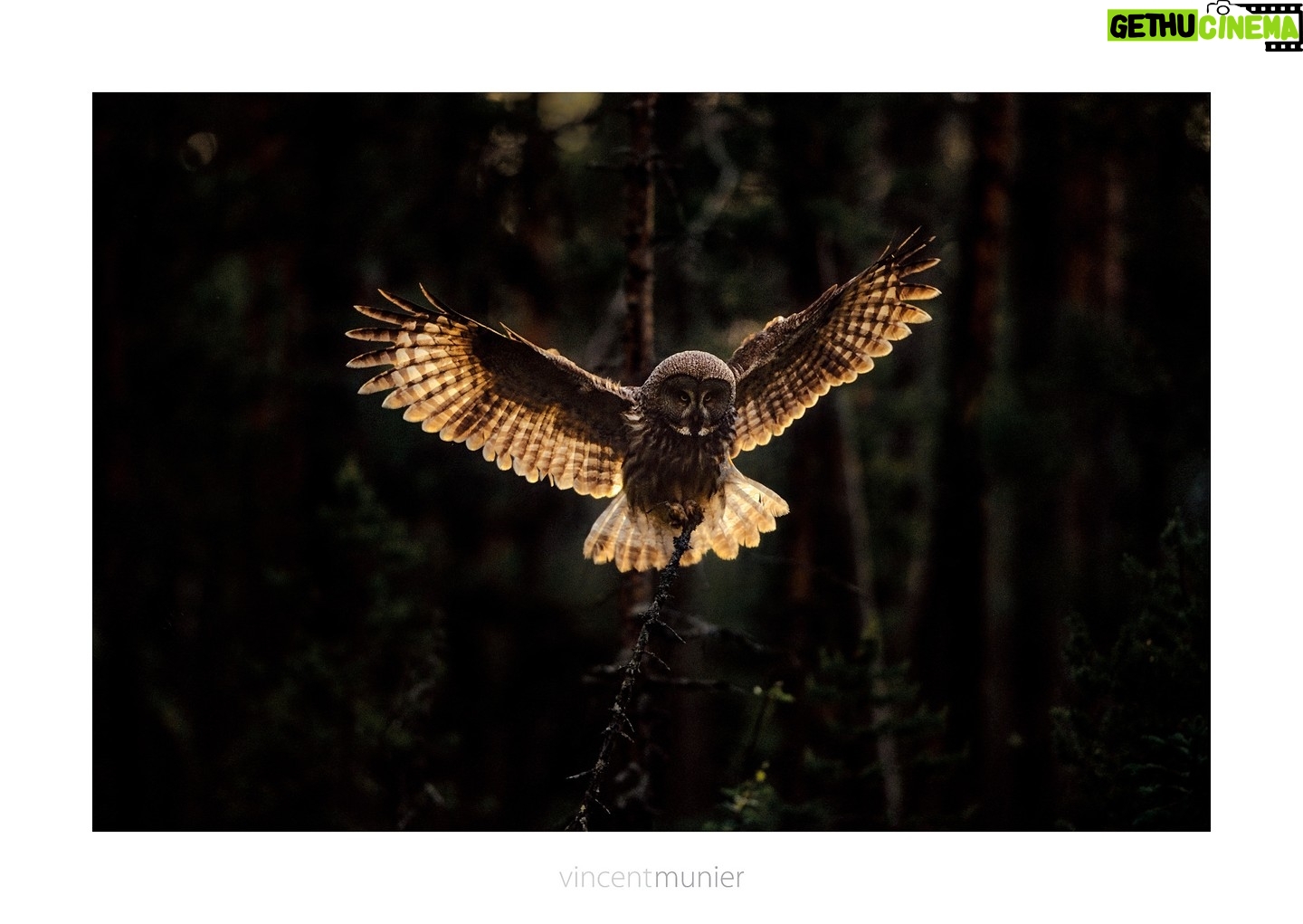 Vincent Munier - 9.7K Likes - Les rendez-vous de lāautomne
- Vincent ne pourra finalement pas se rendre à Paris Photo demain (samedi), mais vous pourrez découvrir son livre et 3 tirages d'art sur le stand de la galerie FlatLand jusqu'à dimanche ;
- les Ʃditions Kobalann seront prƩsentes au @Festival Photo Montier du 16 au 19/11 (stand chapiteau) et Vincent passera ;
- Vincent et Michel seront prƩsents au salon du livre de Colmar (68) le dimanche 26/11 entre 14h et 18h sur le stand de la librairie Carpe Diem ;
- Vincent participera également à une soirée de conférences organisée par le CJD d'Epinal le vendredi 1er décembre au Centre des congrès.