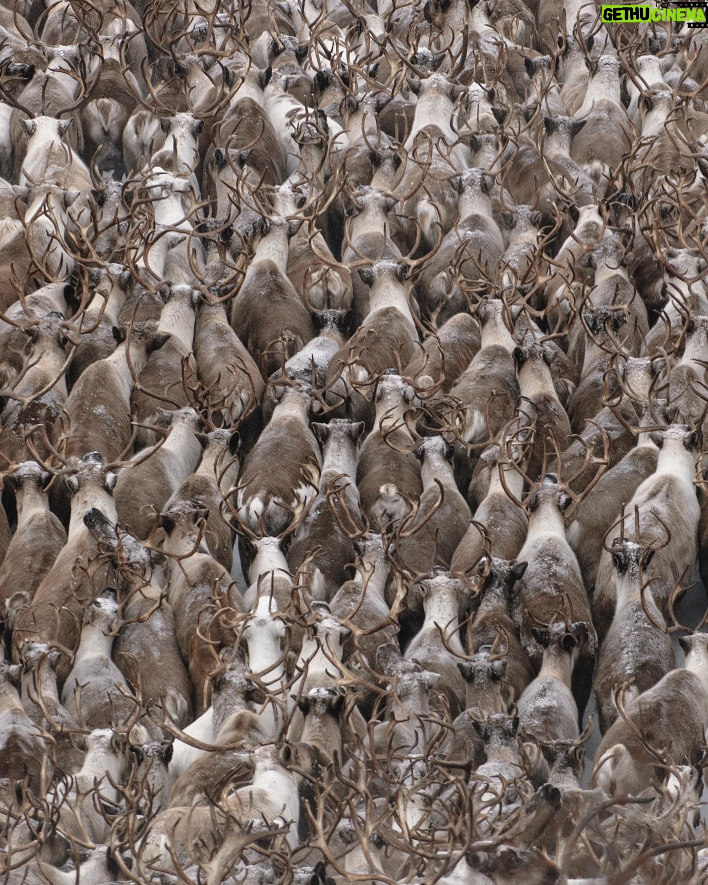 Vincent Munier - 7.1K Likes - Rennes / Reindeers, Kamtchatka