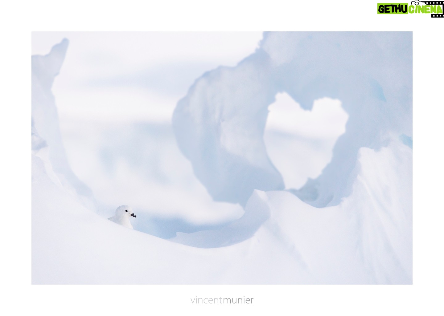 Vincent Munier - 8.2K Likes - Malheureusement, je ne peux rĆ©pondre prĆ©sent Ć lāinvitation pour participer au cercle des explorateurs du ONE PLANET SUMMIT les 8 et 9 novembre Ć Paris. Jāen suis navrĆ©.
Cependant, je reste fermement solidaire de lāĆ©vĆ©nement, ainsi que de cet appel pour les glaciers aux cĆ“tĆ©s de mes amis, collĆØgues, scientifiques, ONG...
Parmi les signataires : Isabelle Autissier, Heidi Sevestre, StĆ©phanie Bodet, Arnaud Petit, Lionel Daudet, Camille Etienne, CĆ©dric Sapin-Dufour, ValĆ©rie Masson-Delmotte, Marion Poitevin⦠et tant dāautres engagĆ©s.
L'appel : https://nuage.gresille.org/index.php/s/ktKgYgjkbp5Y66q
La pétition à signer :
https://www.change.org/p/pour-la-protection-des-glaciers-rejoignez-l-appel-des-scientifiques-et-des-ong?fbclid=IwAR0mTxNrbYWAGEO2Yx0TBE175GJqR08x3u-KfMFX11UtoB9yrEdqSpbMVRc
4 mesures essentielles pour protƩger nos glaciers :
- Leur reconnaƮtre une personnalitƩ juridique. Les glaciers sont absents du droit de l'environnement !
- Arrêter définitivement tout nouveau projet d'aménagement (comme le troisième tronçon de téléphérique de La Grave).
- DƩvelopper un programme d'Ʃducation ambitieux sur la protection des glaciers et leur disparition, qui tƩmoigne de l'emballement climatique dans lequel nous sommes entrƩs.
- Protéger les écosystèmes post-glaciaires pour éviter tout nouvel aménagement de ces refuges de faune et de flore.
#laissonslesglacierstranquilles
@mountain_wilderness_france
@lagrave_autrement
PƩtrel des neiges, Mission Antarctica, 2015.