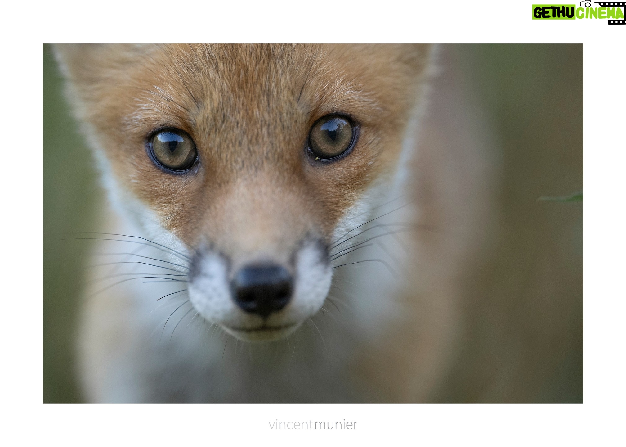 Vincent Munier - 6.7K Likes - Un bel entretien dāune heure entre Vincent et Thierry Lyonnet pour sa toute derniĆØre Ć©mission Ā« Visages Ā», diffusĆ©e sur RCF Radio.
Bon vent et merci à lui pour sa délicatesse, la profondeur de ses questions et son intarissable curiosité !
https://www.rcf.fr/culture/visages?episode=494171
Vincent recommande Ć©galement lāĆ©coute de lāentretien rĆ©alisĆ© en 2017 avec le poĆØte Christian Bobin.
Visage dāun renardeau, Vosges, juillet 2022.