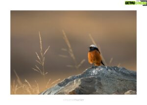 Vincent Munier Instagram - Doucement, on approche des 600 000 entrées.
Grâce à vous. C’est magnifique !
Encore 191 copies pour ces vacances d’hiver, copiez ce lien pour trouver une salle : https://www.allocine.fr/seance/film-292598/pres-de-99170/

Rougequeue de Güldenstädt, Tibet, 2016.