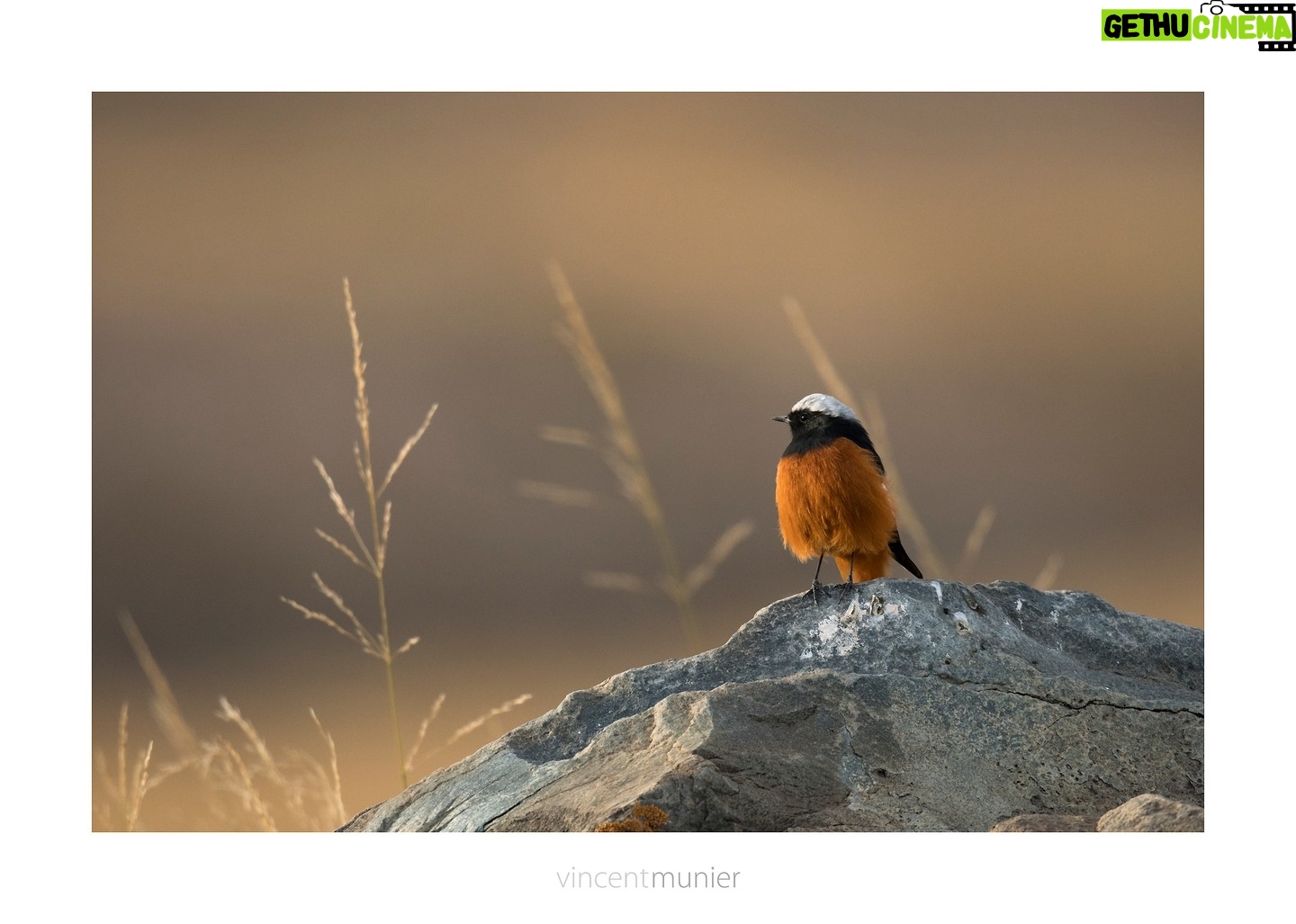 Vincent Munier - 13.6K Likes - Doucement, on approche des 600 000 entrƩes.
GrĆ¢ce Ć vous. Cāest magnifique !
Encore 191 copies pour ces vacances dāhiver, copiez ce lien pour trouver une salle : https://www.allocine.fr/seance/film-292598/pres-de-99170/
Rougequeue de Güldenstädt, Tibet, 2016.