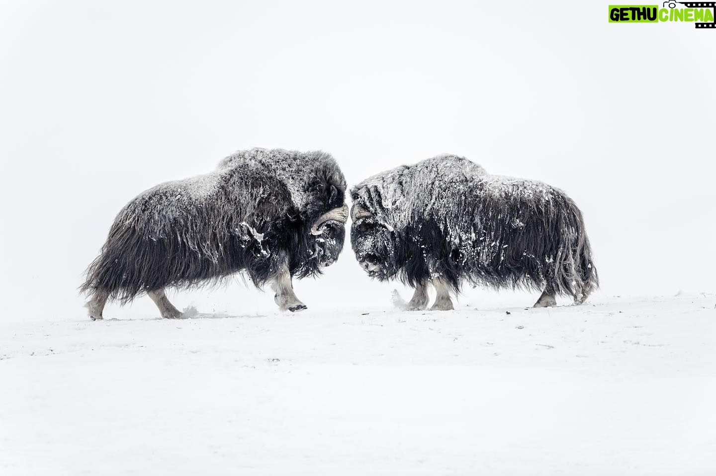 Vincent Munier - 8.5K Likes - BÅufs musquĆ©s / Muskoxen, NorvĆØge