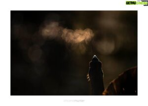 Vincent Munier Instagram - Où voir les photographies de Vincent cet automne ?

- à Nice, au musée de la photographie Charles Nègre dès aujourd'hui et jusqu’au 15 janvier ; chaque jour, 2 projections de "La Panthère des neiges" sont proposées dans le musée !

- à Morges (Suisse) pour les 20 ans du Festival Salamandre du 21 au 23 octobre   projections le samedi 22 en présence de Vincent et Marie ;

- à Montier-en-Der pour les 25 ans du Festival Photo Montier du 17 au 20 novembre : deux expositions de Vincent et de son père Michel, « L’Oiseau-forêt », pour lancer la sortie de son livre à paraître en novembre chez Kobalann...