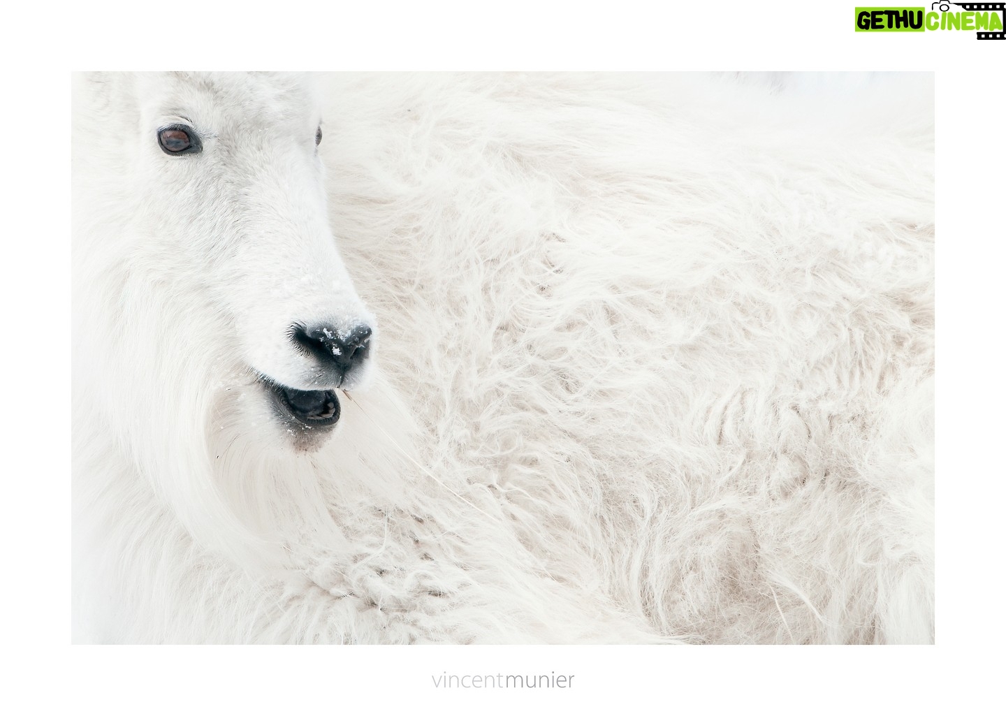 Vincent Munier - 8.2K Likes - ChĆØvre des montagnes Rocheuses, Wyoming, Ćtats-Unis, 2011.
-
Photo extraite de la nouvelle monographie de Vincent,
35 ans de photographie, 320 images emblƩmatiques et inƩdites :
https://www.vincentmunier.com/shop/monographie/
Calendrier 2024 : https://www.vincentmunier.com/shop/calendrier-2024/