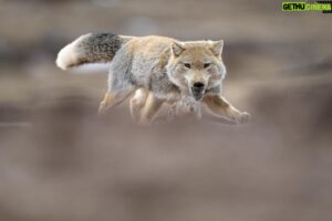 Vincent Munier Instagram - Renard du Tibet et pika, Tibet. Photo extraite du livre « Tibet, minéral animal », photographies de Vincent Munier et poèmes de Sylvain Tesson, aux éditions Kobalann.
Commande sur vincentmunier.com/tibet