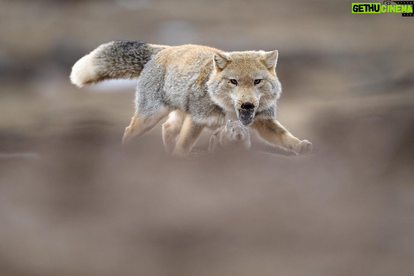 Vincent Munier - 10.1K Likes - Renard du Tibet et pika, Tibet. Photo extraite du livre « Tibet, minéral animal », photographies de Vincent Munier et poèmes de Sylvain Tesson, aux éditions Kobalann.
Commande sur vincentmunier.com/tibet