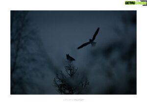 Vincent Munier Instagram - Amis parisiens,
rendez-vous demain après-midi (samedi 3) à la Fondation GoodPlanet où Vincent et Michel Munier interviendront dans le beau cadre du domaine de Longchamp.

Programme complet des rencontres : https://www.goodplanet.org/fr/domaine/avant-premiere-du-festival-photo-montier-en-der/

Couple de grands-ducs, Vosges, 2021.
