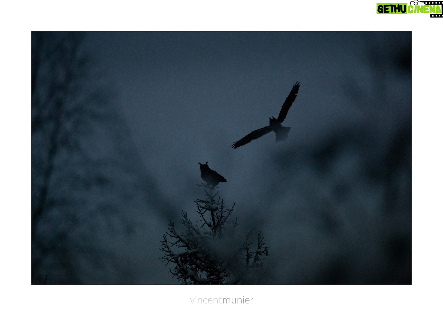 Vincent Munier - 10.3K Likes - Amis parisiens,
rendez-vous demain après-midi (samedi 3) à la Fondation GoodPlanet où Vincent et Michel Munier interviendront dans le beau cadre du domaine de Longchamp.
Programme complet des rencontres : https://www.goodplanet.org/fr/domaine/avant-premiere-du-festival-photo-montier-en-der/
Couple de grands-ducs, Vosges, 2021.