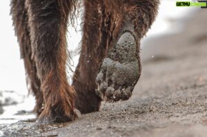 Vincent Munier Instagram - Ours brun / Brown bear, Kamtchatka